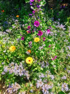 P1 Bande fleurie -Photo zoom