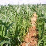 Maïs-05