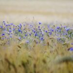 congerdesign-grain-5377267_640
